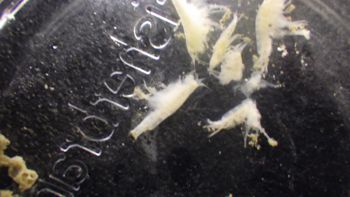 Media type: image; Invertebrate Zoology 153123   Description: live specimen;